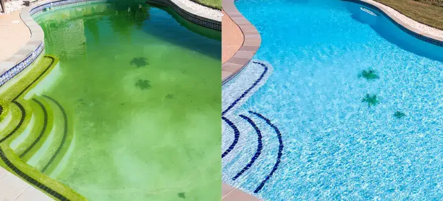 Combating Black Algae: Year-Round Strategies for Tropical Florida Pool Owners 